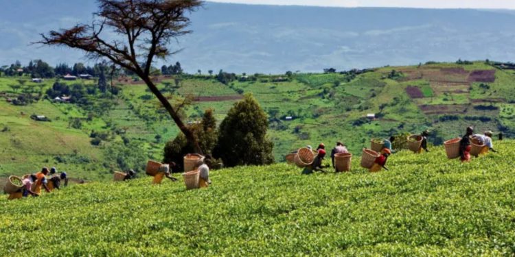 Unilever tea bidders had rights concerns