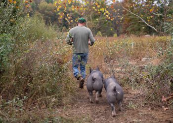 Default to sustainable meat options says WBCSD