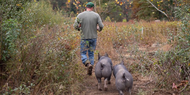 Default to sustainable meat options says WBCSD