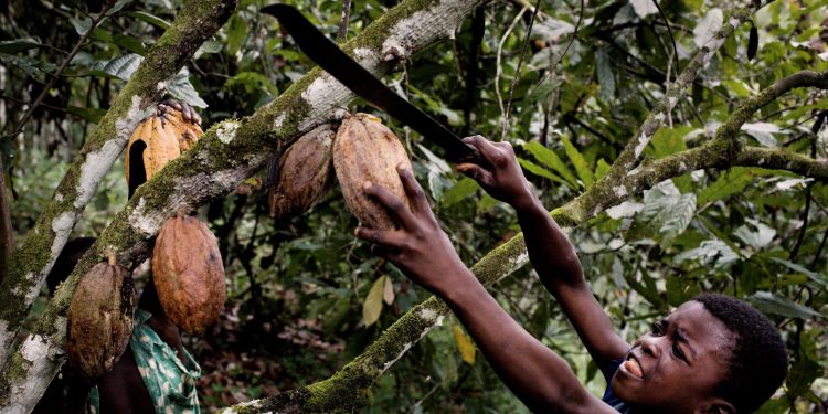 Are chocolate giants on the verge of solving child slavery?