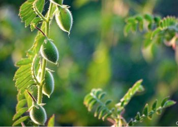 Chickpeas may get a high-tech makeover