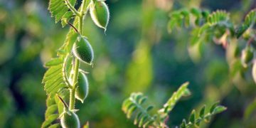 Chickpeas may get a high-tech makeover