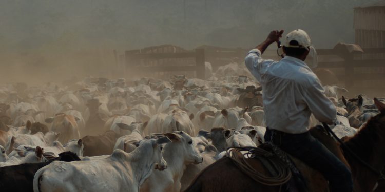 Calls for more pressure on meatpackers