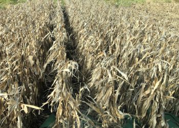 US overpaid corn farmers $3 billion in Trump trade aid