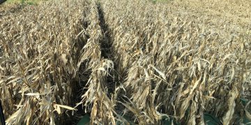 US overpaid corn farmers $3 billion in Trump trade aid