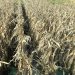 US overpaid corn farmers $3 billion in Trump trade aid