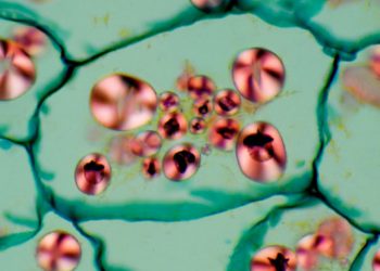 Starch locked inside potato cells can be released when the cell walls are broken mechanically or through other processes.