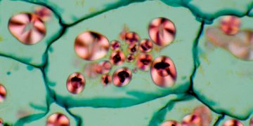 Starch locked inside potato cells can be released when the cell walls are broken mechanically or through other processes.