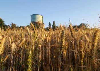 Wheat production fell 40 per cent in 2020.