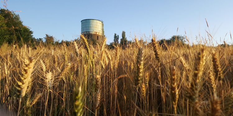 Wheat production fell 40 per cent in 2020.