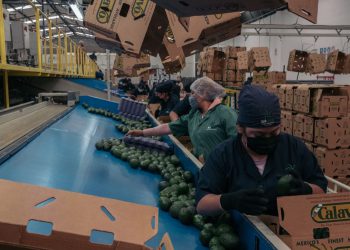 (US food prices) Workers sort avocados at a facility in Periban, Michoacan state, Mexico. Pic: Jeoffrey Guillemard/Bloomberg