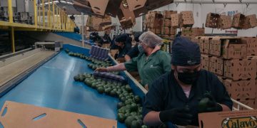 (US food prices) Workers sort avocados at a facility in Periban, Michoacan state, Mexico. Pic: Jeoffrey Guillemard/Bloomberg