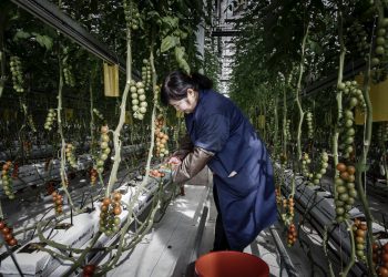 An employee harvests tomatoes at a Cofco infoor farm near Beijing.Photographer: Qilai Shen/Bloomberg