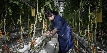 An employee harvests tomatoes at a Cofco infoor farm near Beijing.Photographer: Qilai Shen/Bloomberg