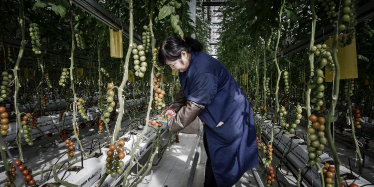 An employee harvests tomatoes at a Cofco infoor farm near Beijing.Photographer: Qilai Shen/Bloomberg