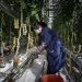 An employee harvests tomatoes at a Cofco infoor farm near Beijing.Photographer: Qilai Shen/Bloomberg