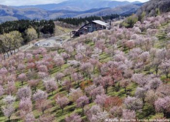 The World Health Organization has said that Japan has been closely monitoring contamination of locally grown food for several years