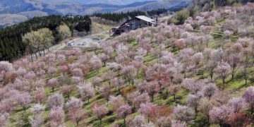 The World Health Organization has said that Japan has been closely monitoring contamination of locally grown food for several years
