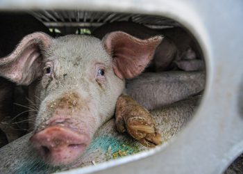 CO2 is used to stun animals for slaughter and preserve the shelf life of meat. Pic: Jo-Anne McArthur