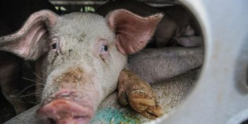 CO2 is used to stun animals for slaughter and preserve the shelf life of meat. Pic: Jo-Anne McArthur