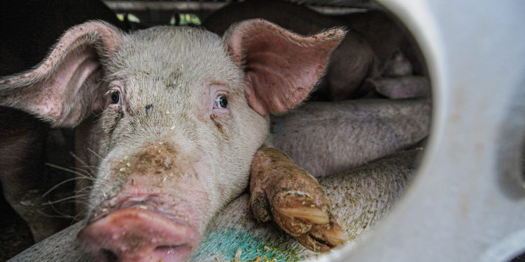 CO2 is used to stun animals for slaughter and preserve the shelf life of meat. Pic: Jo-Anne McArthur