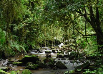 COP26 Indigenous Peoples