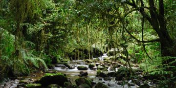 COP26 Indigenous Peoples