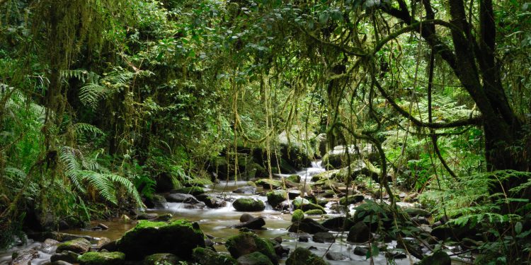 COP26 Indigenous Peoples