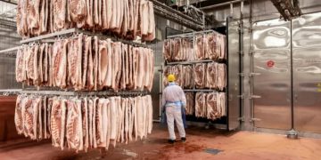Imported pork bellies await processing in China. Pic: Qilai Shen/Panos Pictures (chicken farm)