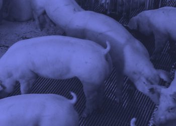 FAIRR found that 63 per cent of 60 companies surveyed are high risk.