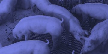 FAIRR found that 63 per cent of 60 companies surveyed are high risk.