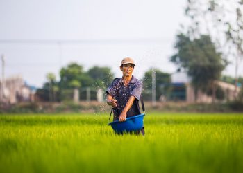 Rice farmer in Vietnam