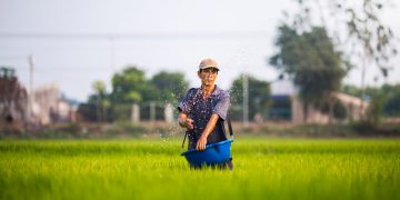 Rice farmer in Vietnam