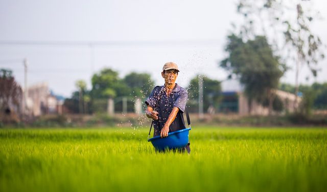 Rice farmer in Vietnam
