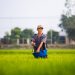 Rice farmer in Vietnam