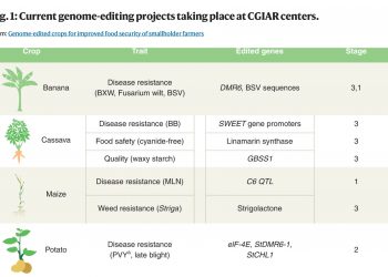 Current genome-editing projects taking place at CGIAR centers