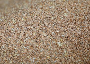 Grains of wheat pictured at a mill in Beirut, Lebanon, March 1, 2022. REUTERS/Mohamed Azakir