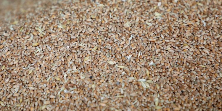 Grains of wheat pictured at a mill in Beirut, Lebanon, March 1, 2022. REUTERS/Mohamed Azakir