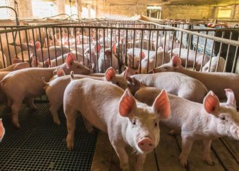 At least 35,000 pigs had to be culled last year due to worker shortages.