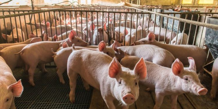 At least 35,000 pigs had to be culled last year due to worker shortages.