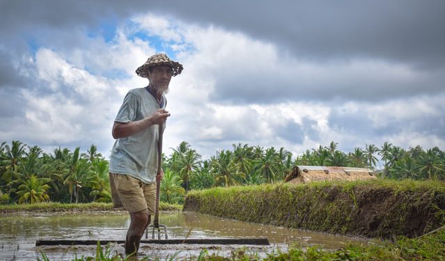 Farmer in Ubud rice fields, Bali