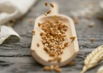 Ukraine could lack seeds for grain crops for years