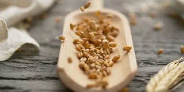 Ukraine could lack seeds for grain crops for years