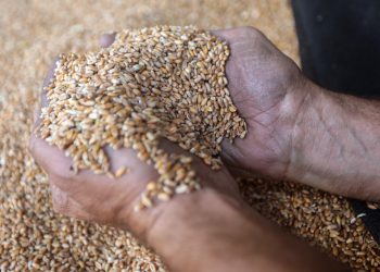A worker handles wheat delivered to a milling facility in Chouf, Lebanon. Pic: Hasan Shaaban/Bloomberg