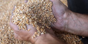 A worker handles wheat delivered to a milling facility in Chouf, Lebanon. Pic: Hasan Shaaban/Bloomberg