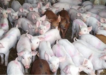 “Understanding the emergence of CC398 in European livestock is vitally important for managing the risk it poses to public health”