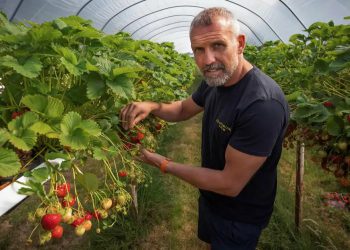 Farmer Andy Pimbley examining ripening strawberries inside a polytunnel at Claremont Farm in Bebington on the Wirral © Colin McPherson/FT