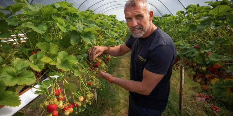 Farmer Andy Pimbley examining ripening strawberries inside a polytunnel at Claremont Farm in Bebington on the Wirral © Colin McPherson/FT