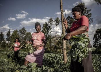 Members of the Blessed Achievers Group working in a garden of indigenous vegetables at a farm in Kiambu, Kenya. © FAO/Luis Tato