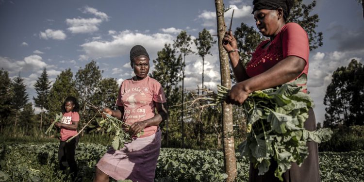 Members of the Blessed Achievers Group working in a garden of indigenous vegetables at a farm in Kiambu, Kenya. © FAO/Luis Tato